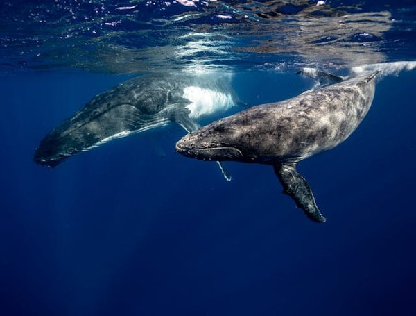Comment organiser une croisière pour observer les migrations des baleines à bosse en Australie?