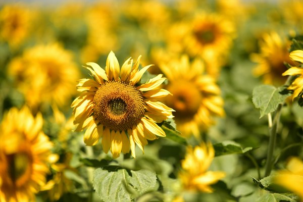 Comment trouver une maison de vacances en Écosse avec des cours de fabrication de whisky et des randonnées dans les Highlands?